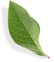 MerryBerry, cea mai mare plantatie de afini bio din Romania! Afine carpatine