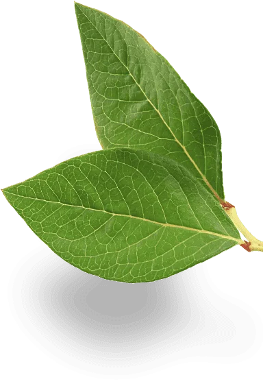 MerryBerry, cea mai mare plantatie de afini bio din Romania! Afine carpatine