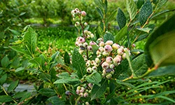 MerryBerry, cea mai mare plantatie de afini bio din Romania! Ferma de afine MerryBerry