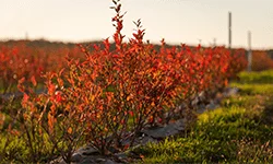 MerryBerry, cea mai mare plantatie de afini bio din Romania! Ferma de afine MerryBerry