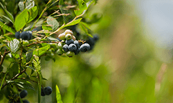 MerryBerry, cea mai mare plantatie de afini bio din Romania! Ferma de afine MerryBerry