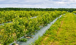 MerryBerry, cea mai mare plantatie de afini bio din Romania! Ferma de afine MerryBerry