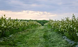 MerryBerry, cea mai mare plantatie de afini bio din Romania! Ferma de afine MerryBerry