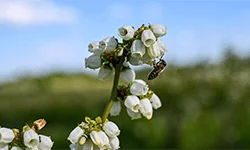 MerryBerry, cea mai mare plantatie de afini bio din Romania! Ferma de afine MerryBerry