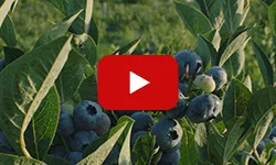 MerryBerry, cea mai mare plantatie de afini bio din Romania! Ferma de afine MerryBerry